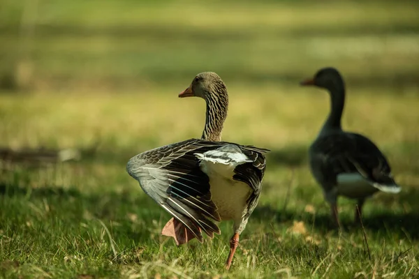 牧草地の緑の草の上を歩いている2匹のガチョウ — ストック写真