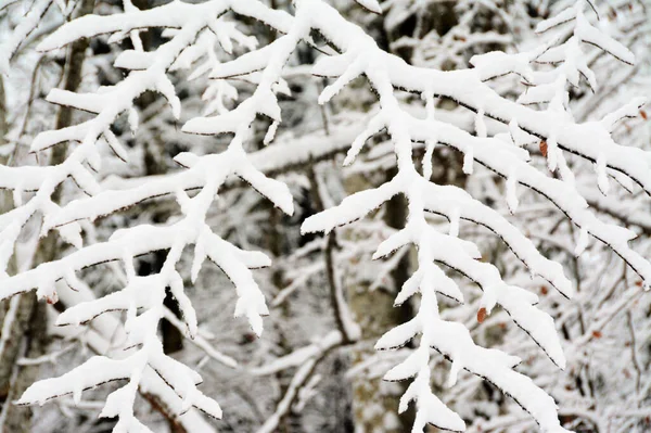 Tiro Galhos Árvores Cobertos Neve — Fotografia de Stock