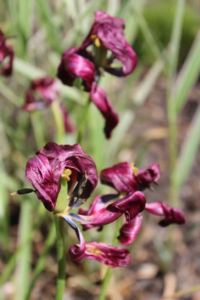 Vertical Closeup Shot Dried Slipper Orchids Field — Stock Photo, Image
