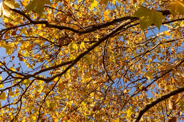 Gros Plan Feuilles Jaunes — Photo