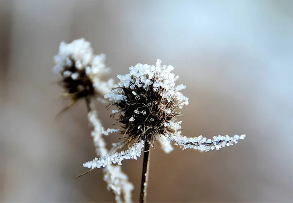 Gros Plan Une Fleur Chardon Congelée — Photo