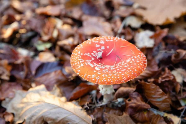 Tiro Seletivo Foco Cogumelo Agaric Mosca Vermelha Parque Outono — Fotografia de Stock