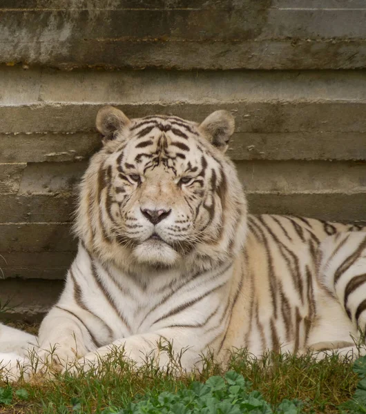 Вертикальний Знімок Красивого Білого Тигра Полі — стокове фото
