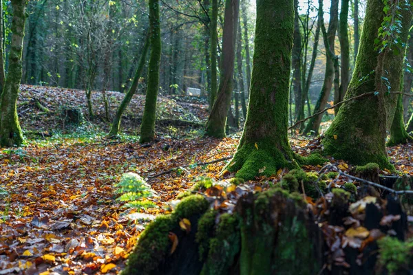 Skog Odenthal Träd Vid Bäcken Hösten — Stockfoto