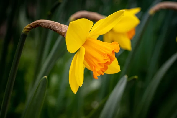 Een Selectieve Focus Shot Van Exotische Gele Narcis Bloemen Het — Stockfoto