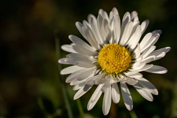 庭の美しいデイジーの花の選択的な焦点ショット — ストック写真