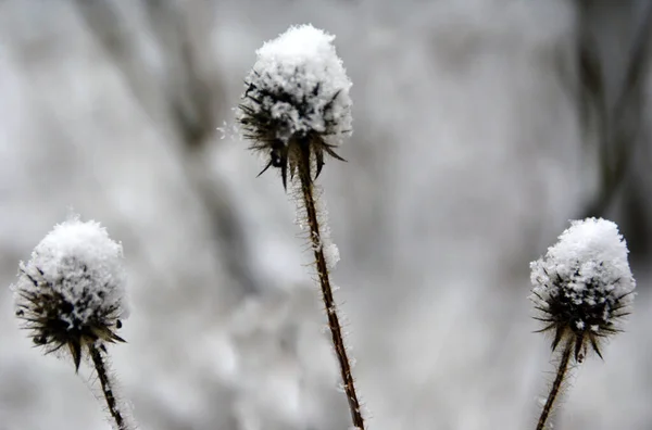 Tiro Horizontal Flores Silvestres Cobertas Neve Teasel — Fotografia de Stock