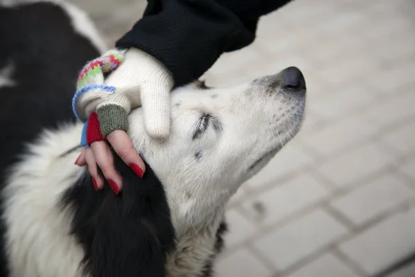 Een Vrouwelijke Hand Met Vingerloze Wollen Handschoenen Streelt Een Schattige — Stockfoto