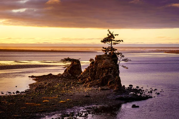 美しい夕日に捉えられたビーチの木々の息をのむような景色 — ストック写真