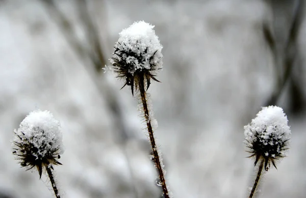 Tiro Seletivo Foco Três Flores Silvestres Neve Cobertas Teasel Inverno — Fotografia de Stock