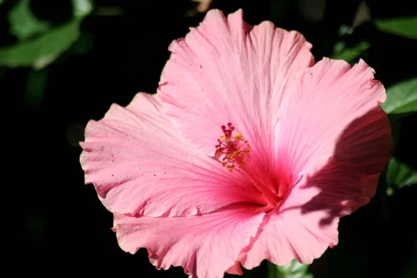 Close Lírios Cor Rosa — Fotografia de Stock