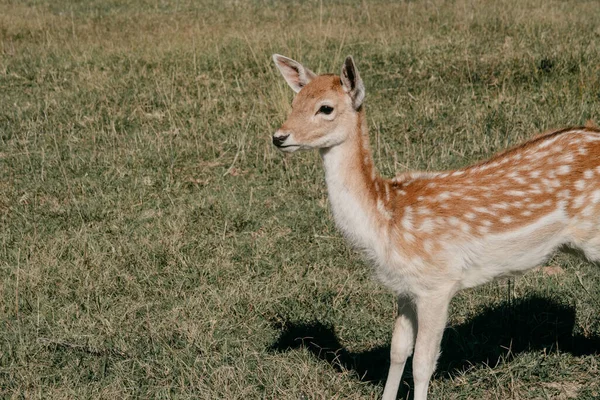 View Cute Baby Deer Standing Middle Field Sunny Day — Stock Photo, Image