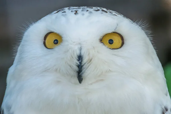 一张有着黄眼睛的白色猫头鹰的特写图片 带有惊讶的表情 动物园里的鸟 — 图库照片