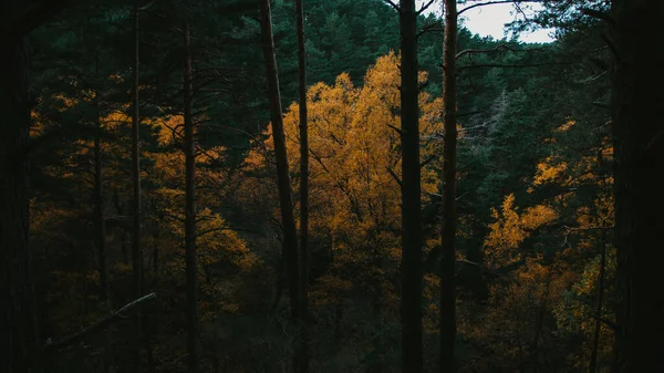 Een Betoverende Opname Van Een Prachtig Herfstlandschap — Stockfoto