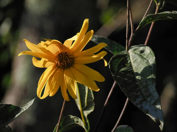 Colpo Fuoco Selettivo Girasole Foglie Strette Girasole Palude — Foto Stock