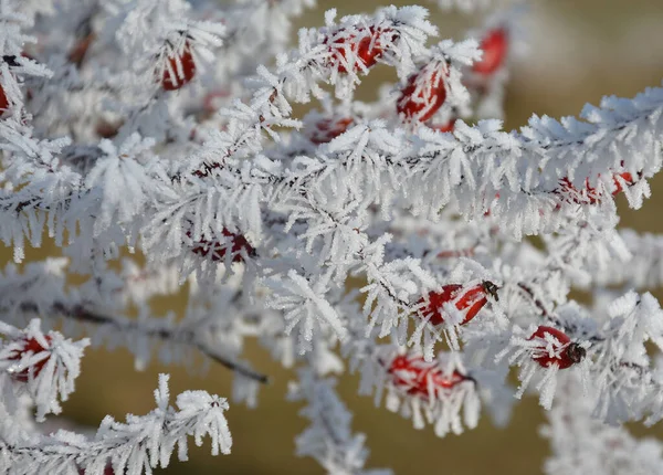 Een Selectieve Focus Shot Van Bevroren Rosa Canina Takken — Stockfoto