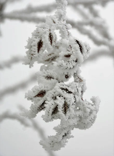 小枝の上に雪と霜で覆われた葉の束 — ストック写真
