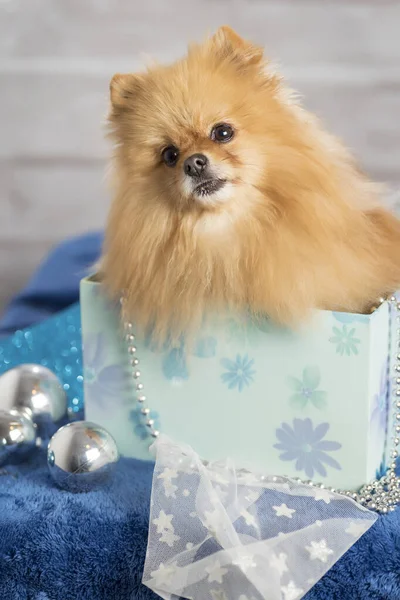 Μια Επιλεκτική Φωτογραφία Ενός Χαριτωμένου Pomeranian Ένα Κουτί Δώρου Για — Φωτογραφία Αρχείου