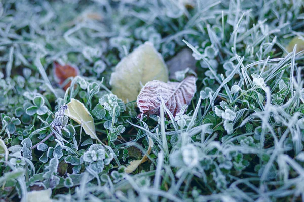 Selective Focus Shot Grass — Stock Photo, Image