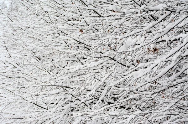 雪に覆われた木の枝や小枝の閉鎖 冬の背景のテクスチャ — ストック写真