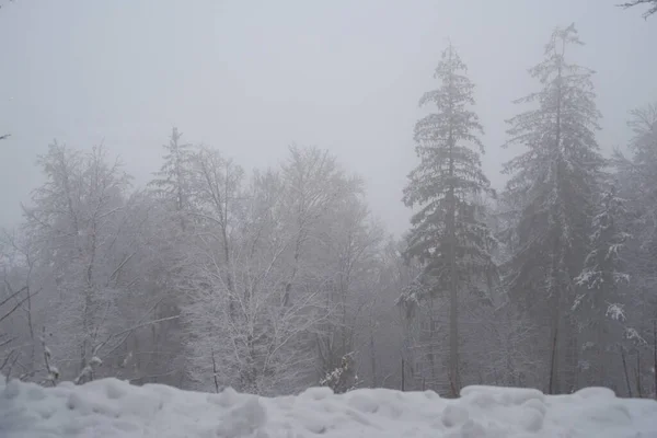 Una Vista Impresionante Los Árboles Una Nieve Cubierta — Foto de Stock