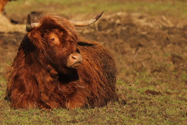 Primer Plano Una Vaca Montañosa Marrón Descansando Sobre Pasto —  Fotos de Stock