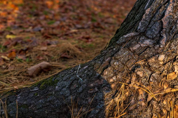 Mise Point Sélective Tronc Arbre Épais — Photo