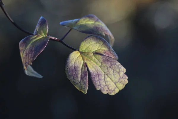 Selektiv Fokusering Skott Blad — Stockfoto