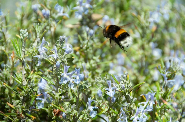 Humla Flyger Ovanför Buskar Med Ljusblå Blommor — Stockfoto