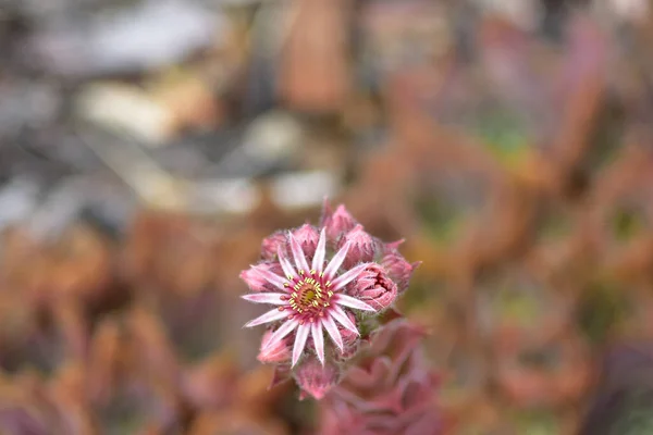 Primer Plano Plantas Piedra Hermosa Flor Rosa Con Pétalos Afilados —  Fotos de Stock