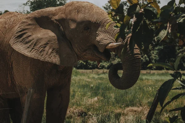Retrato Cerca Gran Elefante Salvaje Tratando Llegar Árbol Para Comer — Foto de Stock