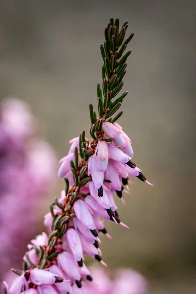 Крупним Планом Знімок Рожевих Квітів Ерики Розмитому Фоні — стокове фото