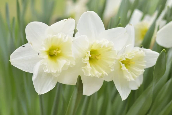 Närbild Vackra Vita Blommor Trädgården Vita Liljor Med Strukturerade Kronblad — Stockfoto