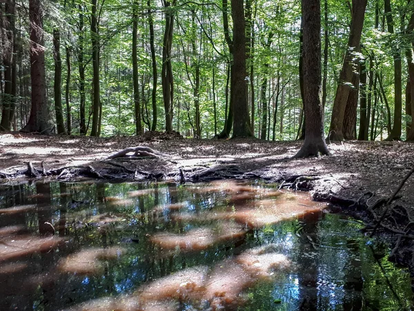 Een Peddel Gevuld Met Regenwater Omringd Door Bomen Een Bos — Stockfoto