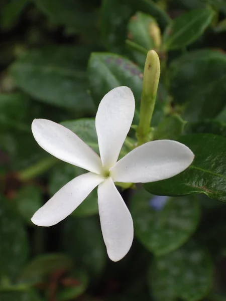 Селективный Снимок Белого Цветка Кариссы Грандифлоры — стоковое фото