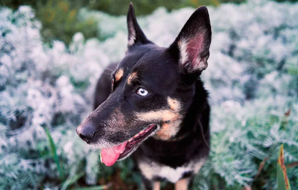 Perro Terrier Parque Con Plantas Blancas Verdes Fondo —  Fotos de Stock