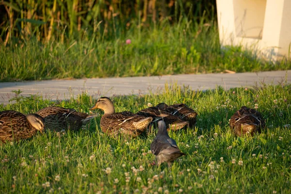 Beautiful Shot Sleeping Ducks Grass Pigeon Them — Stock Photo, Image