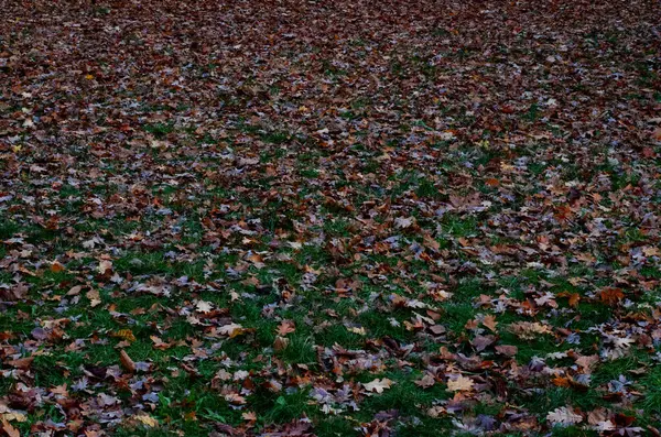 Beau Cliché Feuilles Colorées Tombées Sur Sol Feuillage Pendant Automne — Photo