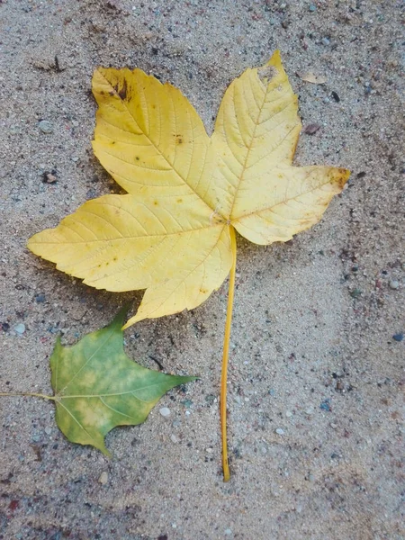 Disparo Vertical Una Hoja Seca Otoño Suelo —  Fotos de Stock