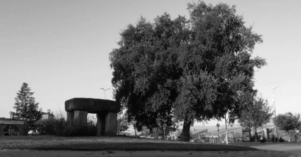 自然の風景や建物の背景にある木の白黒のショット — ストック写真