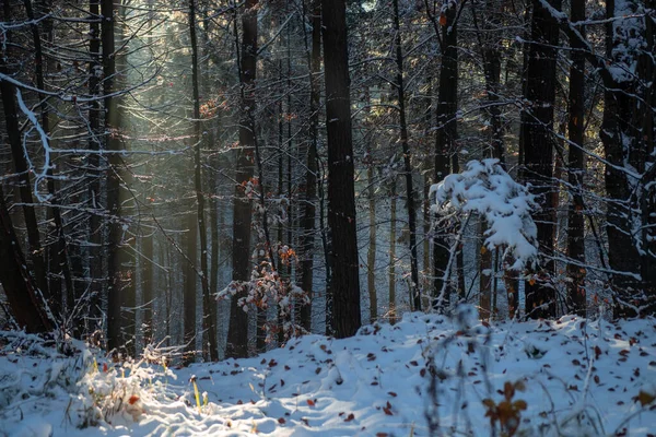 Niesamowite Ujęcie Lasu Pokryte Śniegiem Mroźny Zimowy Dzień Przy Świetle — Zdjęcie stockowe