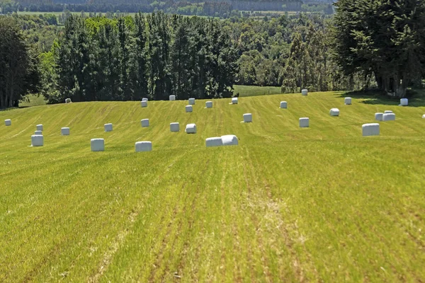 Uma Bela Vista Uma Fazenda Agrícola Capturada Dia Ensolarado Quente — Fotografia de Stock