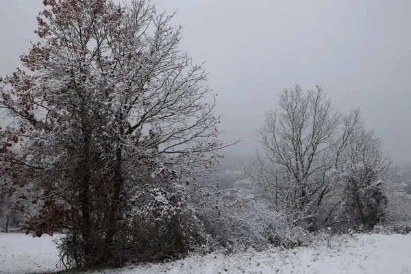 Bellissimo Paesaggio Invernale Con Alberi Ricoperti Neve Bianca — Foto Stock