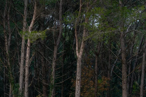 Une Vue Sur Les Bois Dans Forêt — Photo