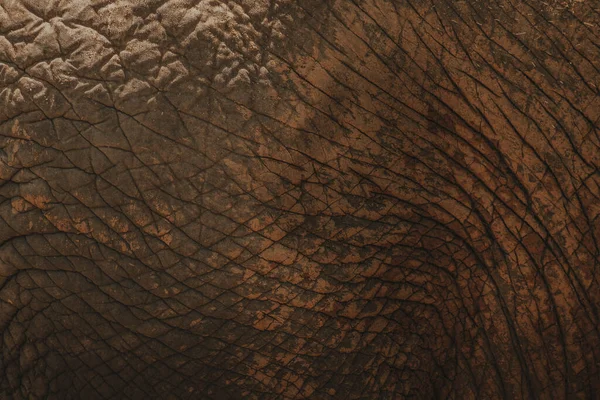 一张旧野生大象的特写照片撕破了它的皮肤纹理背景 — 图库照片