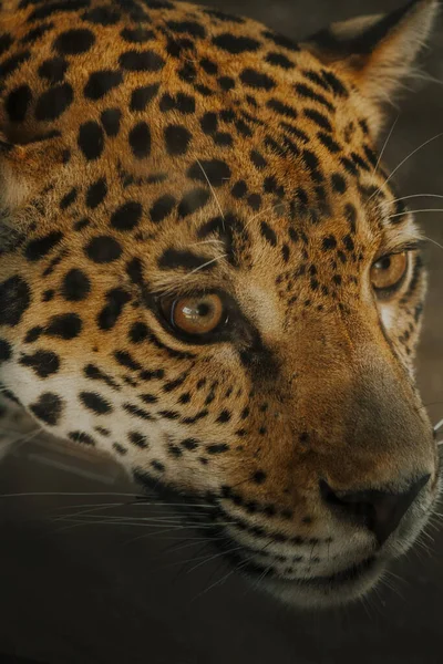 Primer Plano Vertical Una Cara Jaguar Salvaje Bellamente Manchada Detalles — Foto de Stock