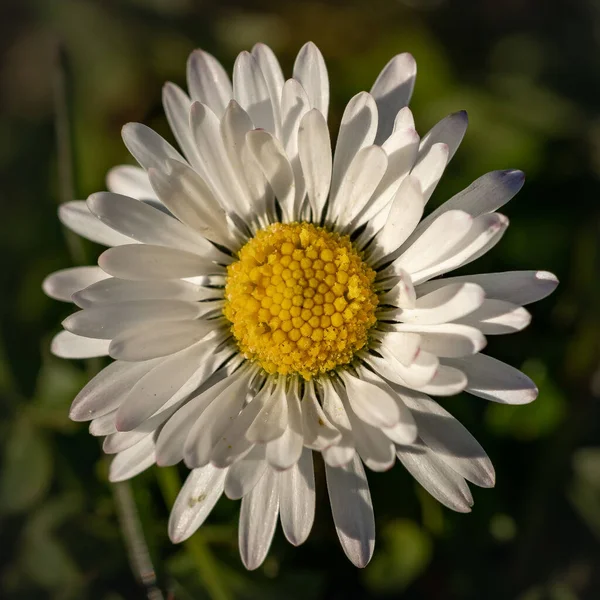 Closeup Shot Beautiful Daisy Field — Stock Photo, Image