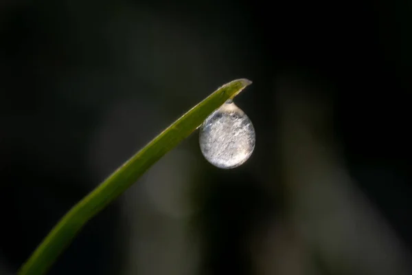 Närbild Bild Frusen Dagg Frost Blomma Mörk Suddig Bakgrund — Stockfoto