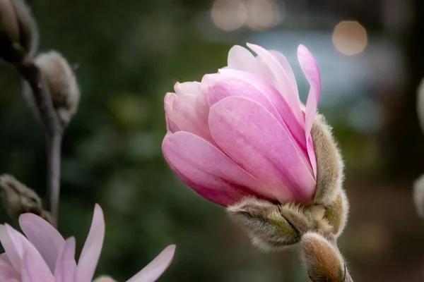 Closeup Shot Light Pink White Magnolia Flower — Stock Photo, Image