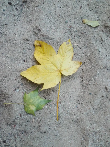 地面に乾いた紅葉の垂直ショット — ストック写真